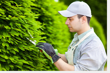 Große und hohe Hecke schneiden