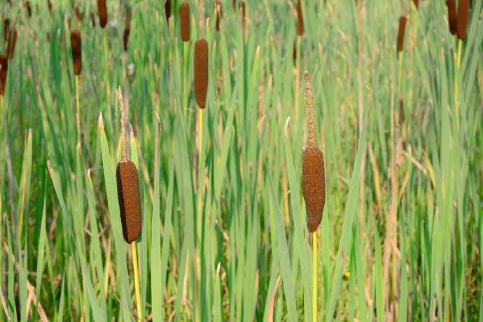 Rohrkolben im Teich