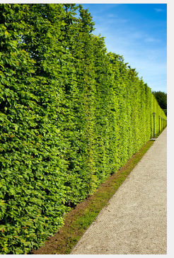 Natürlichen Sichtschutz bieten Hecken wie die Buchenhecke