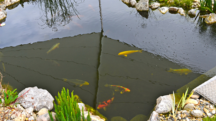 Koi im Teich geschützt vor Sonnenbrand durch ein Sonnensegel