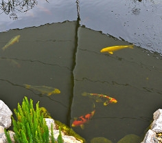 Koi Fische im Gartenteich unter Sonnensegel