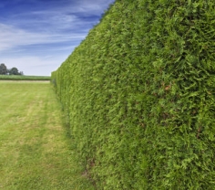 Sichtschutz für den Garten mit Pflanzen oder Sonnensegel