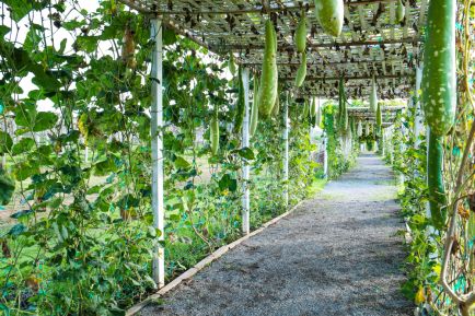 Bewachsene Pergola als natürlicher Sonnenschutz 