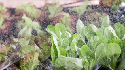 Im Garten Bewässerung einplanen