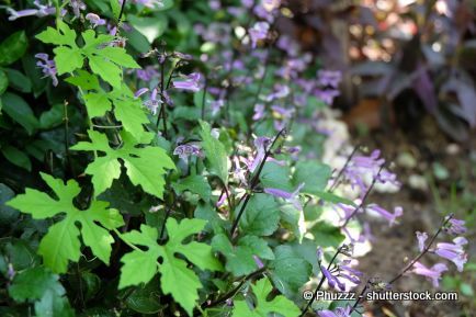 Naturnaher Garten: Garten, in den wenig durch Menschenhand eingegriffen wird