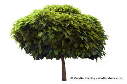 Kugelbaum als natürlicher Sonnenschutz: Trompetenbaum (Catalpa bignonioides)