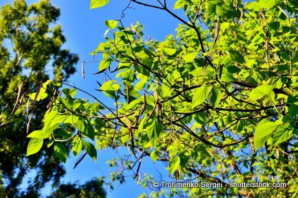 Trompetenbäume, lat: Catalpa bignonioides, haben ein breites Blätterdach und bieten Schatten